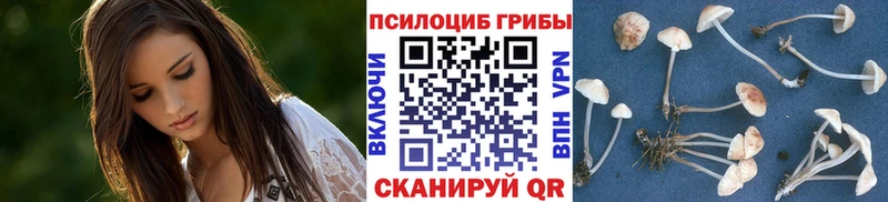 наркотики Болохово Галлюциногенные грибы Psilocybe